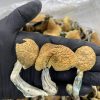 Buy Jedi Mind Fuck Magic Mushrooms