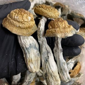 Are there any medical uses for marijuana and mushrooms?