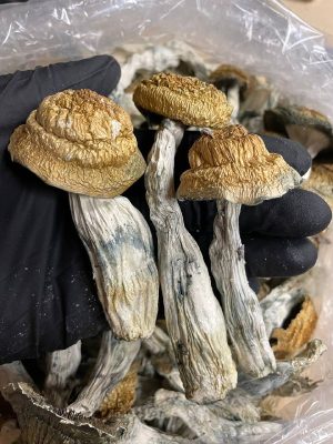 Are there any medical uses for marijuana and mushrooms?
